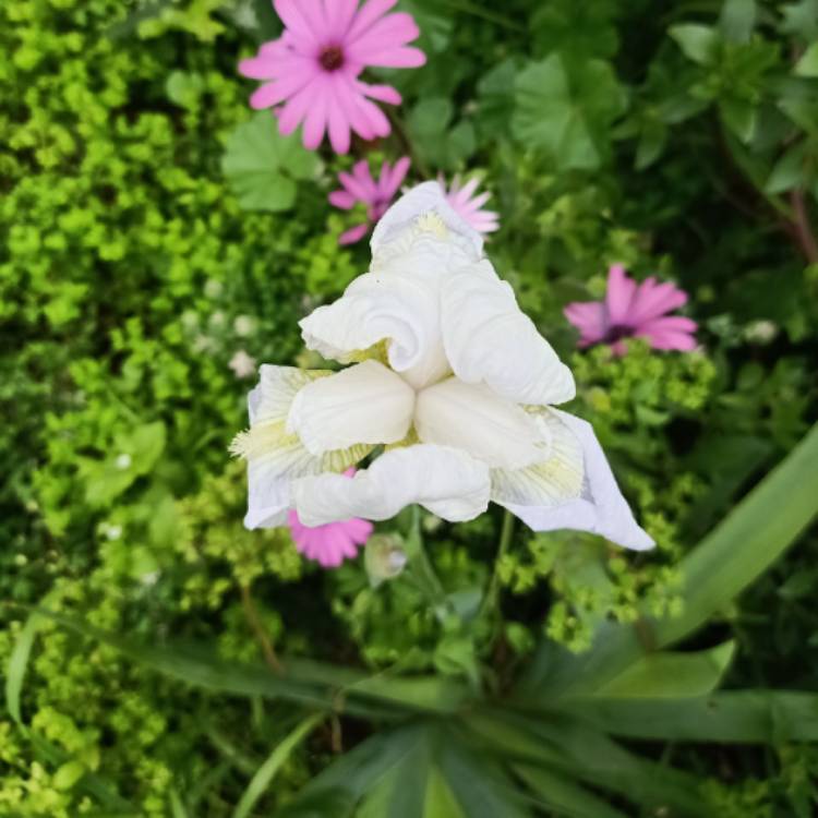 Plant image Iris x germanica 'Gudrun'