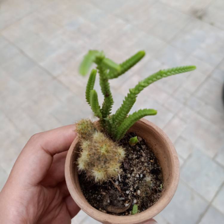 plant image 1603251 plant image 1603251