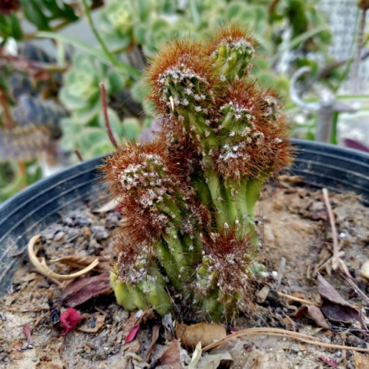 plant image 1604223