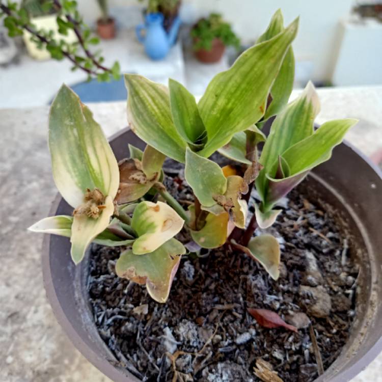 plant image 1604226 plant image 1604226