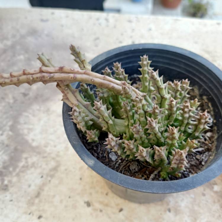 plant image 1604227