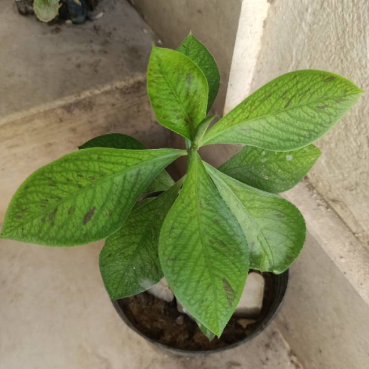 plant image 1611154 plant image 1611154