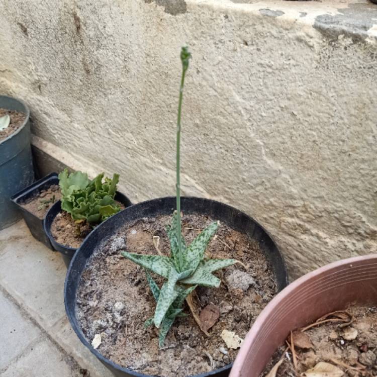 Plant image Aloe 'Snow White'