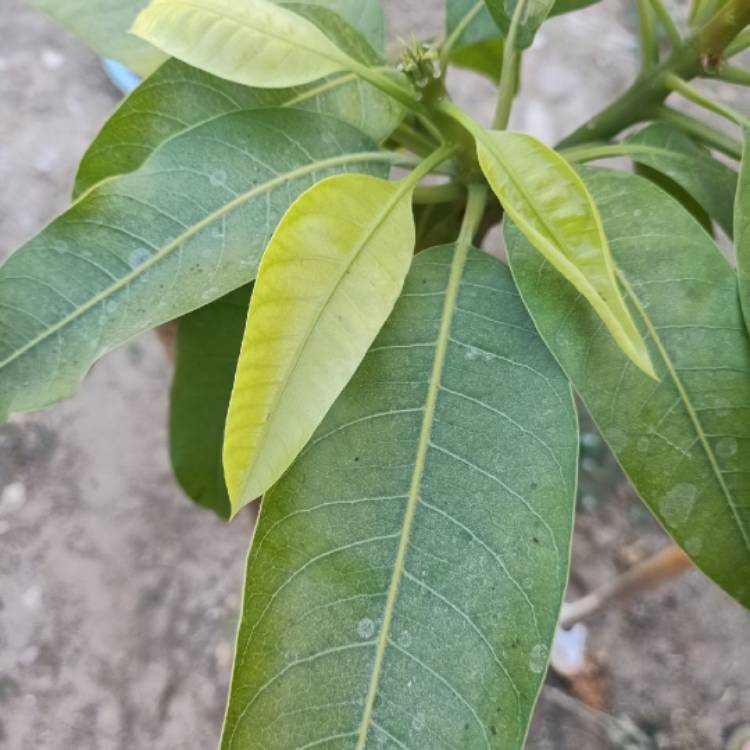 plant image 1617307