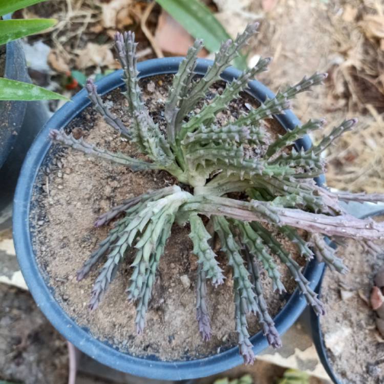 plant image 1621424