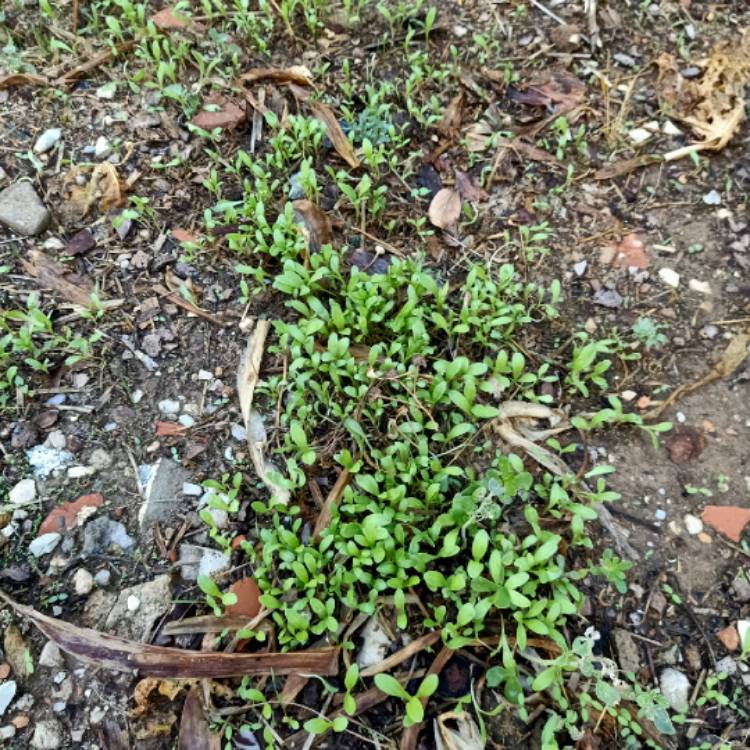 plant image 1628348