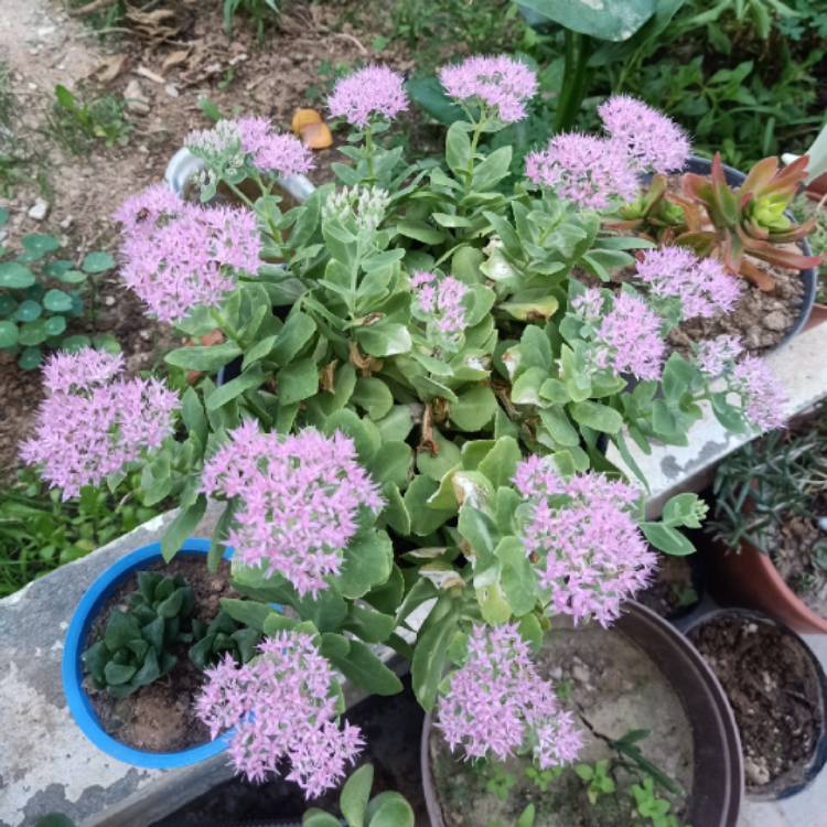 plant image 1644746 plant image 1644746