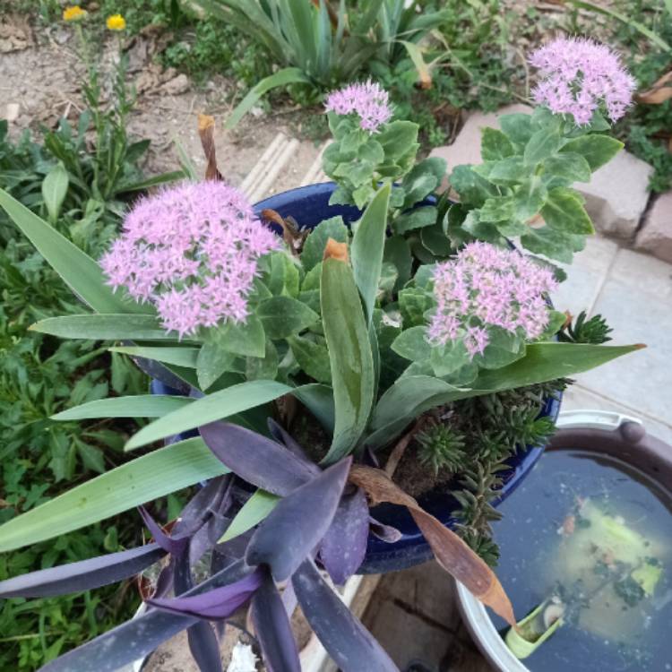 plant image 1644747 plant image 1644747
