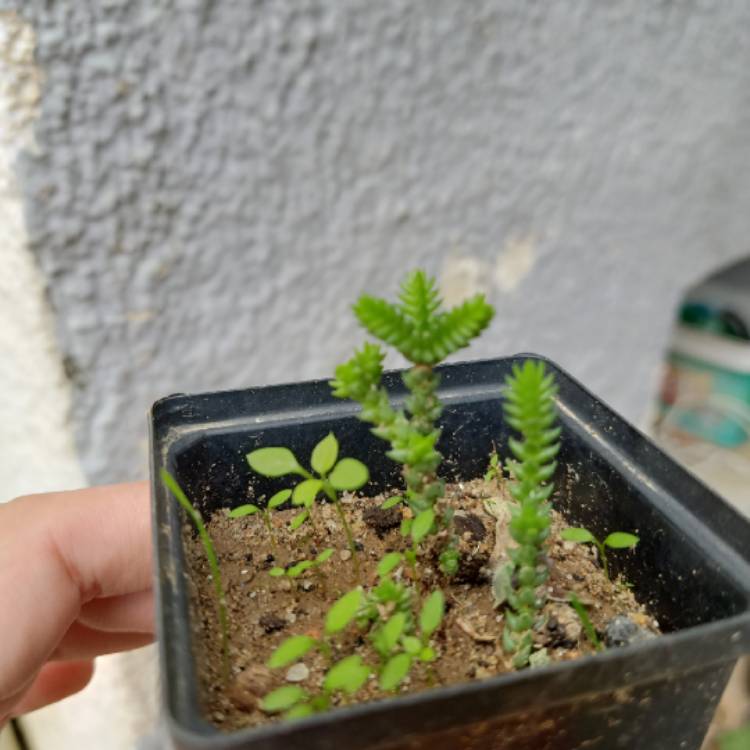 plant image 1647881 plant image 1647881
