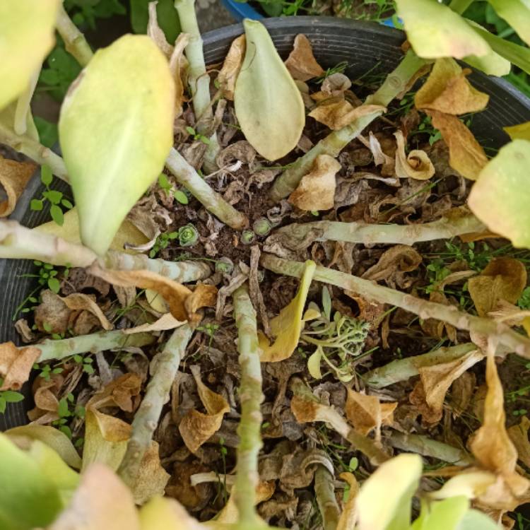 plant image 1651473 plant image 1651473