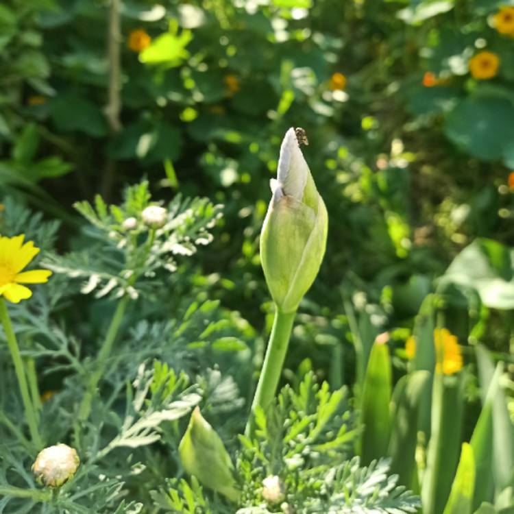 plant image 1654057 plant image 1654057