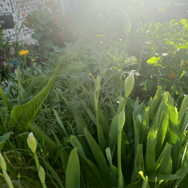 plant image 1654059 plant image 1654059