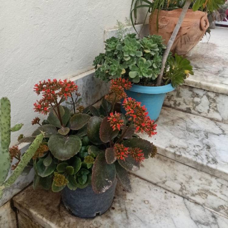 plant image 1667775 plant image 1667775