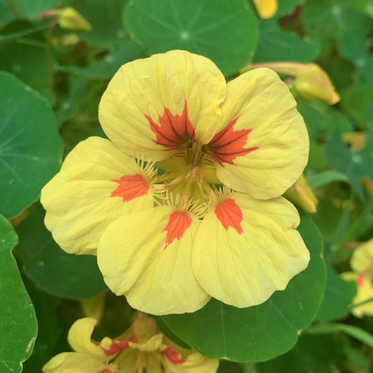 plant image 1686352 plant image 1686352
