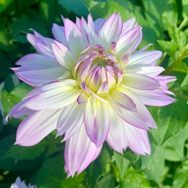 Dahlia 'Crazy Love' (Decorative)