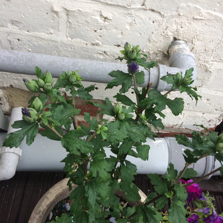 plant image 811254 plant image 811254