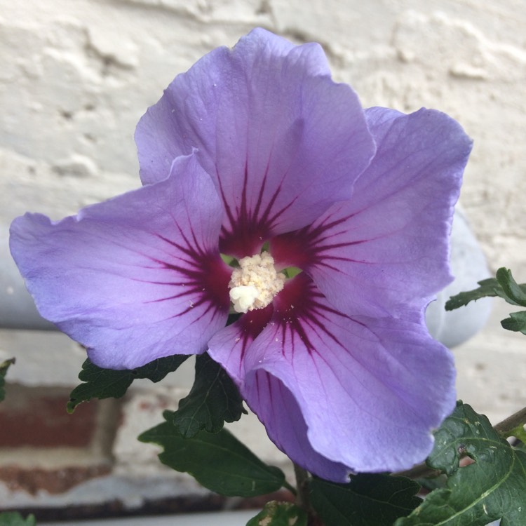 plant image 812266 plant image 812266