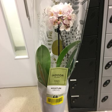 Phalaenopsis Miniature White