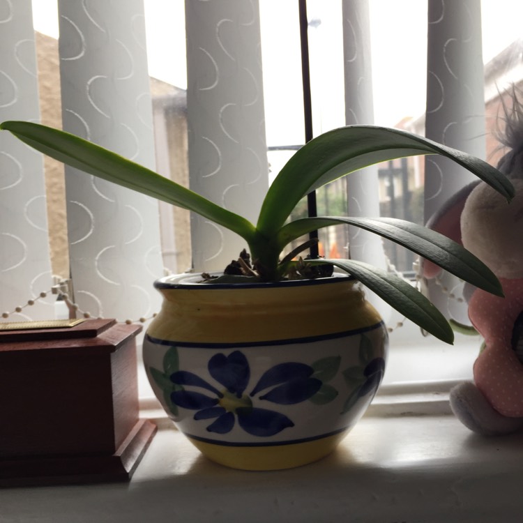 plant image 950086