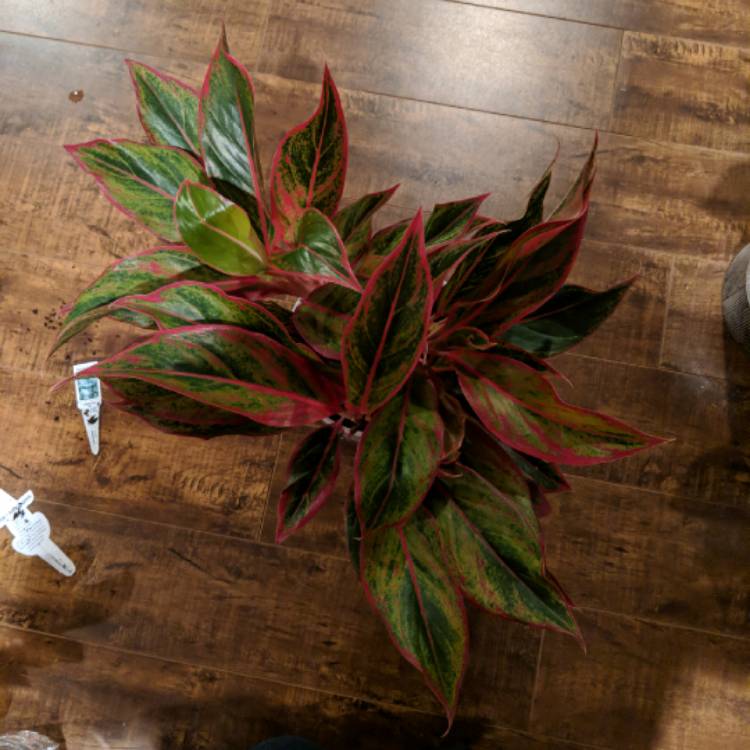 Plant image Aglaonema 'Miss Thailand'