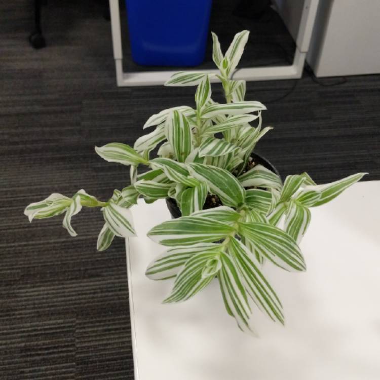 Plant image Tradescantia fluminensis 'Variegata'