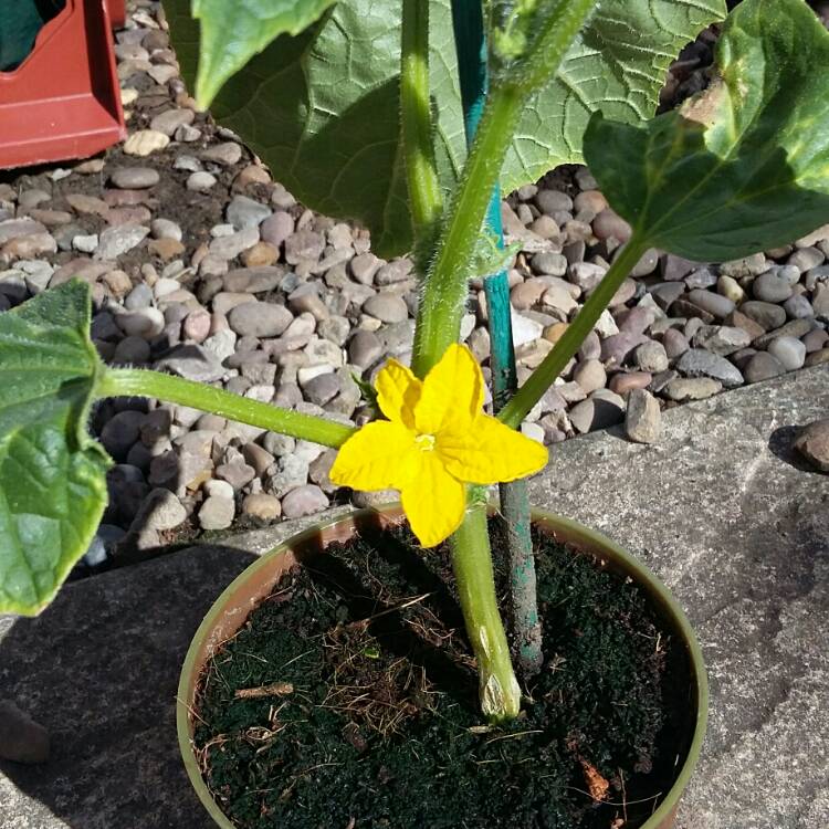 plant image 191859