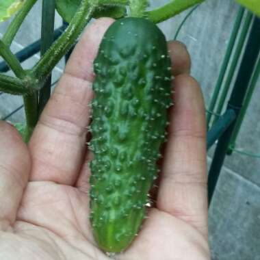 Cucumber
