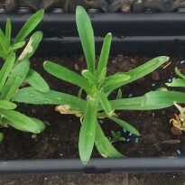 Plant image Dianthus 'Devon Xera 'Firestar'