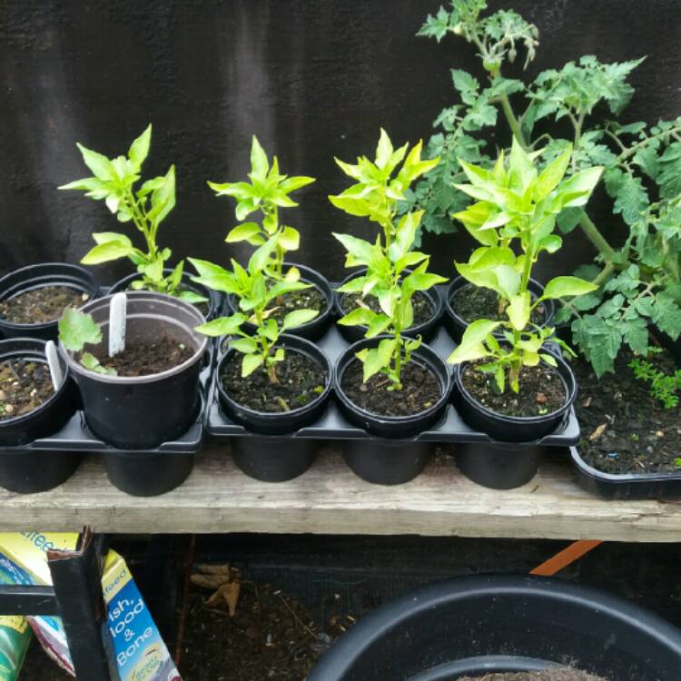 plant image 257211