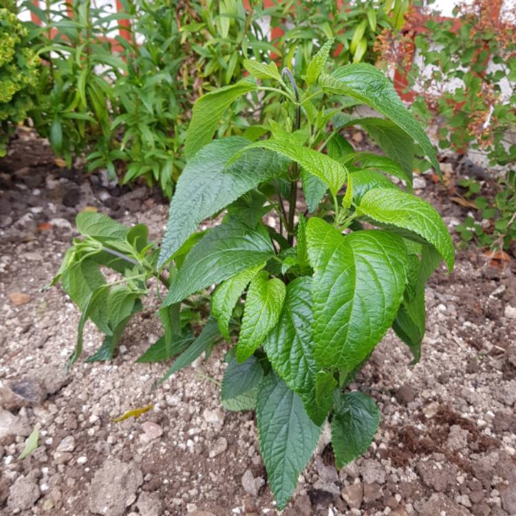 plant image 1060629