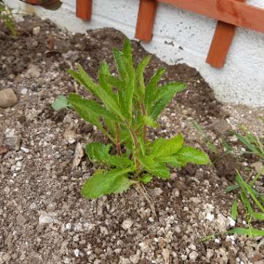 Purple Top Vervain