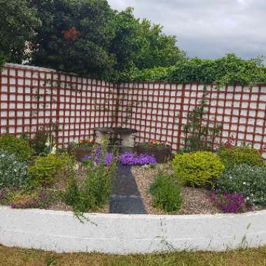 Rachel's garden
