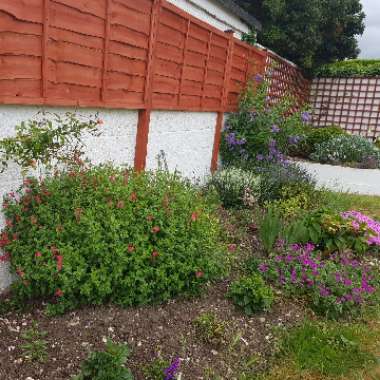 Rachel's garden