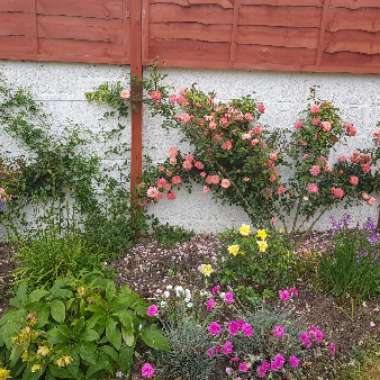 Rachel's garden