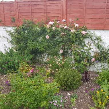 Rachel's garden