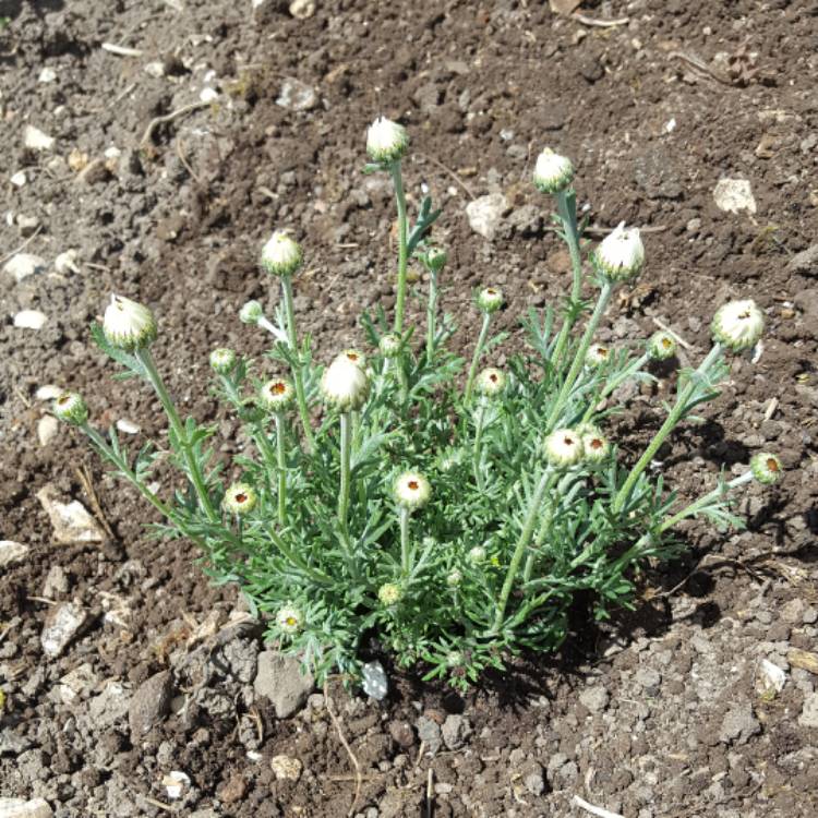 Plant image Rhodanthemum 'Casablanca' (Atlas Daisy Series)