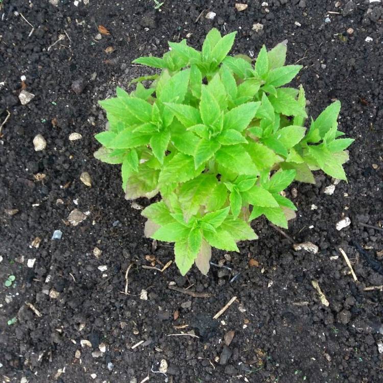 Plant image Lobelia siphilitica 'Blue'