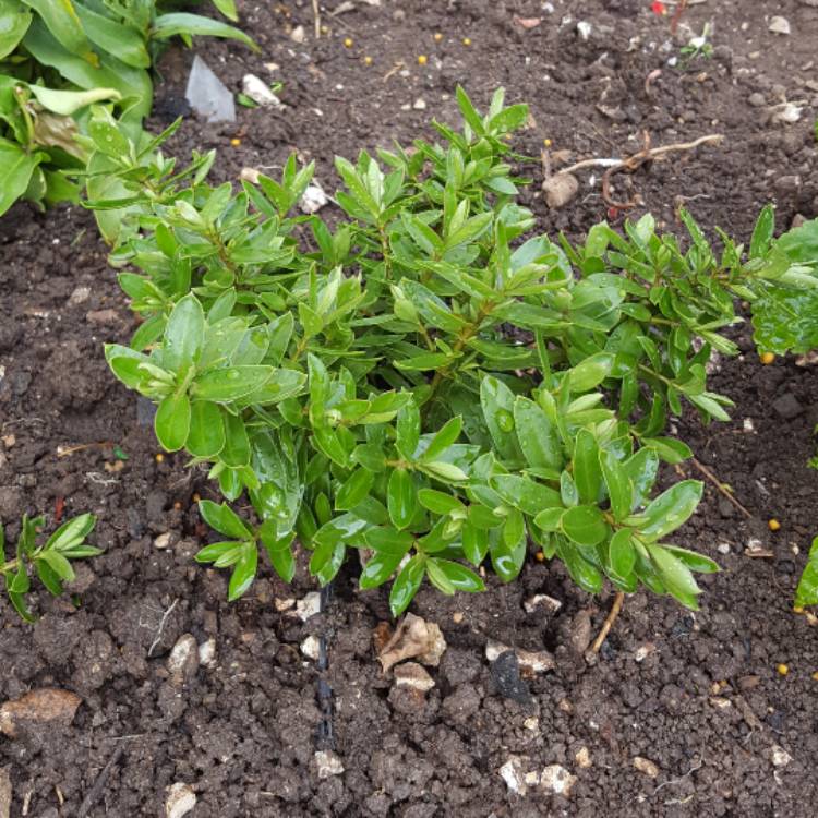 Plant image Hebe 'High Voltage'
