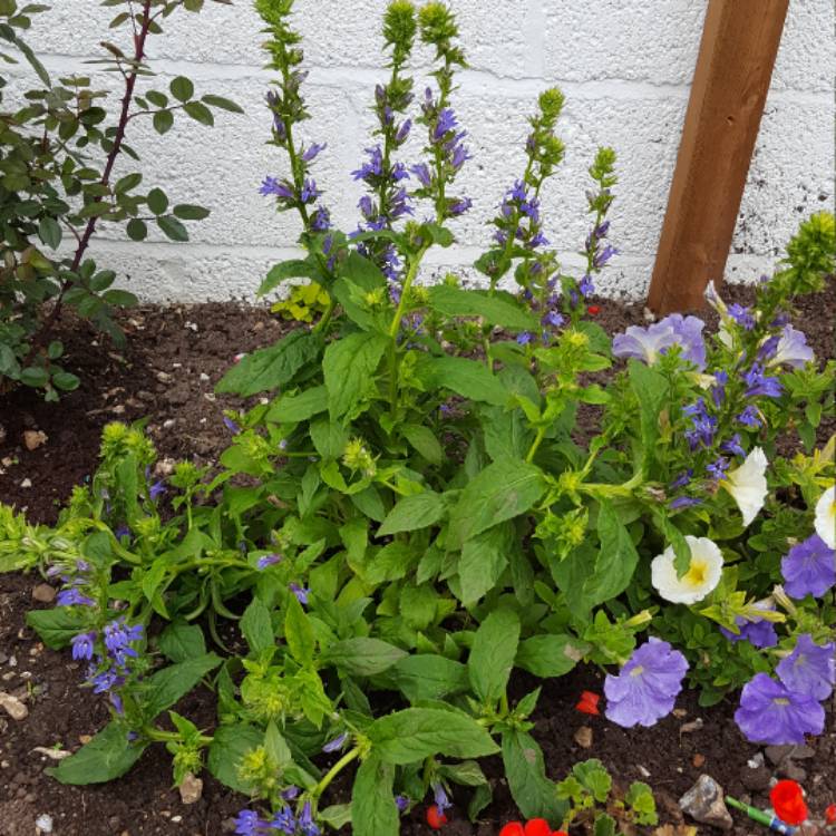 plant image 519271