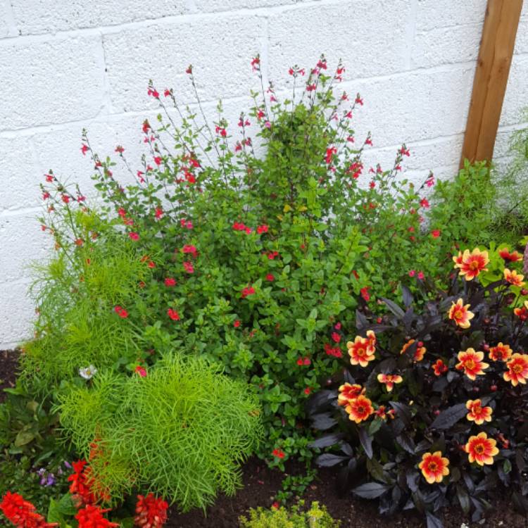 plant image 548172 plant image 548172