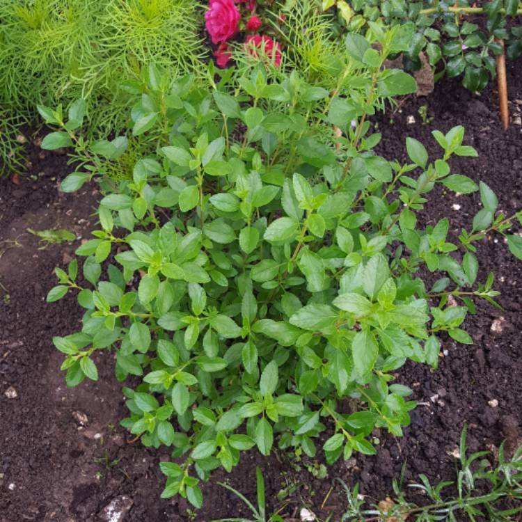 Plant image Salvia microphylla 'Cerro Potosi'
