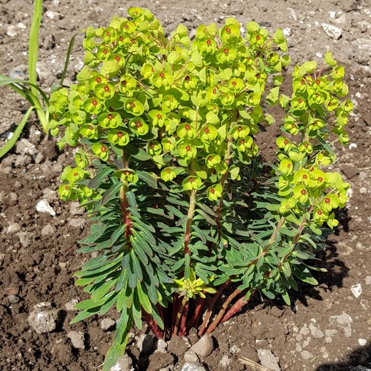 Plant image Euphorbia x martini 'Baby Charm'