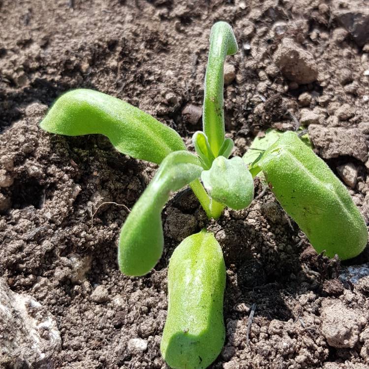 Plant image Matthiola incana