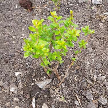 Escallonia