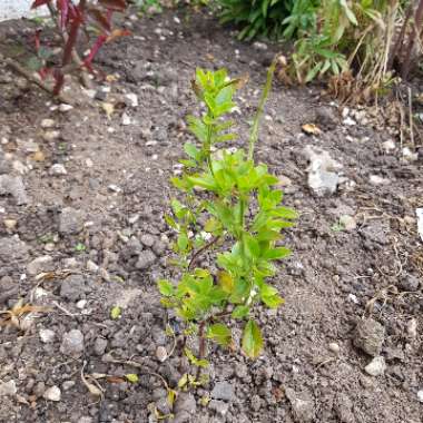 Salvia 'Peach'