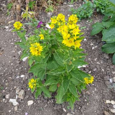 Loosestrife
