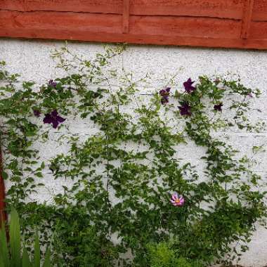 Clematis jackmanii 'Superba'