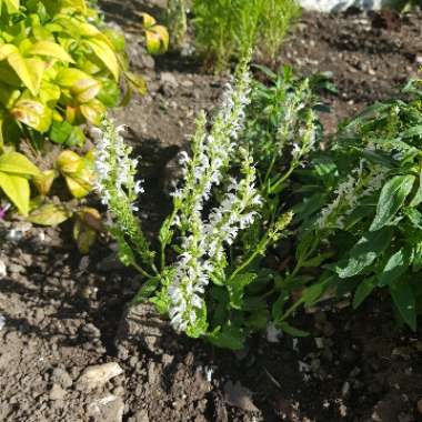 Balkan Clary Sage 'Snow Mound'