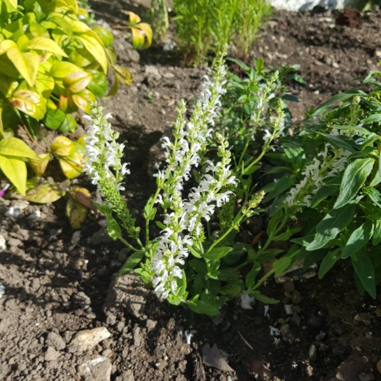 plant image 758163