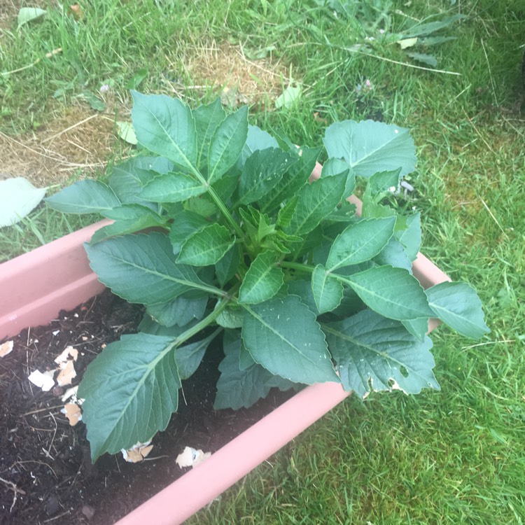plant image 746385 plant image 746385
